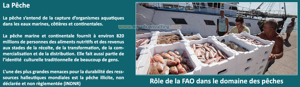 EMAD Consulting, Pêche et Aquaculture - Services et Ingénierie